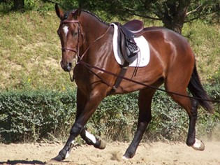 CM Equitazione Orbetello