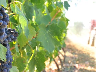 Azienda Agricola Ricci Orbetello