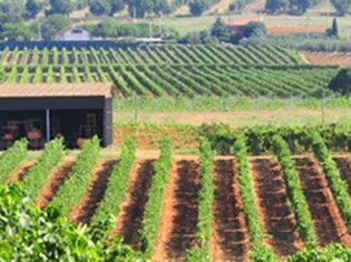 Azienda Agricola Ricci Orbetello