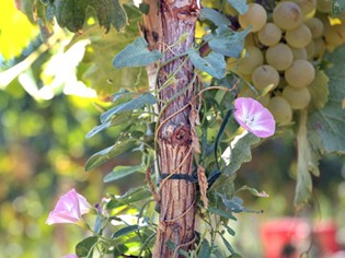 Azienda Agricola Ricci Orbetello