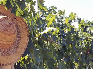 Azienda Agricola Ricci