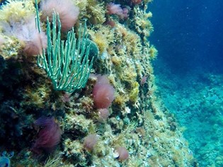 Itineraries in Maremma Diving