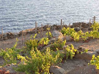 Ansonica Costa dell’Argentario DOC