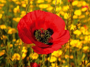 «Le Torri» a piedi nel parco dell’ Uccellina