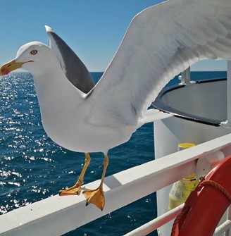 Animaux autorisés Mer Toscane