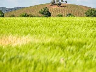 Capalbio e il suo centro storico