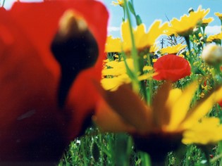 Consortium activities Maremmamare