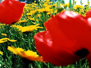 Consortium activities Maremmamare