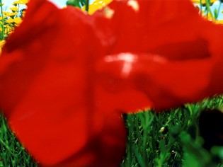 Consortium activities Maremmamare